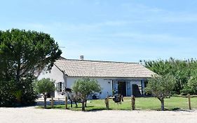 Mas Trinita Gîte équestre en Camargue